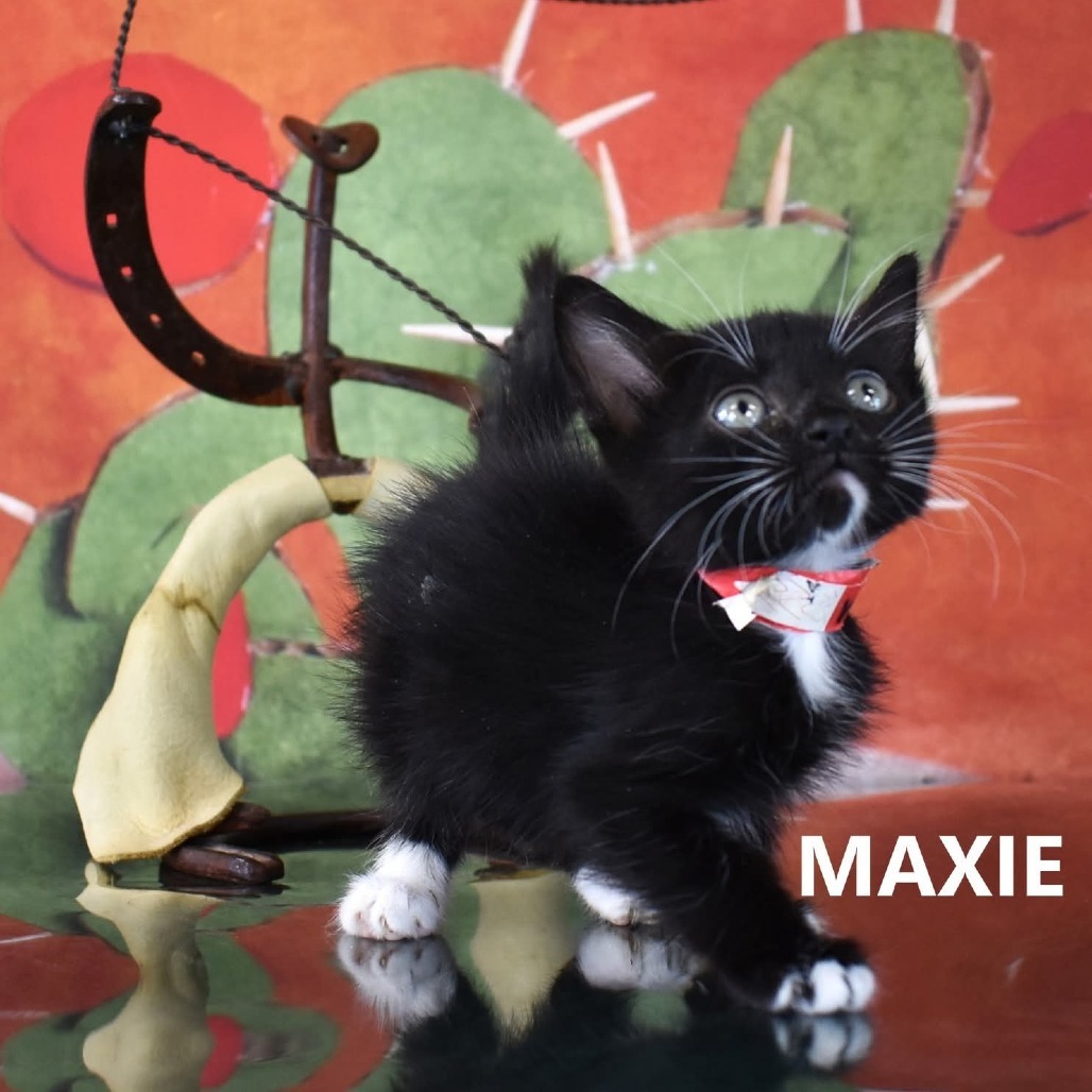 Maxie