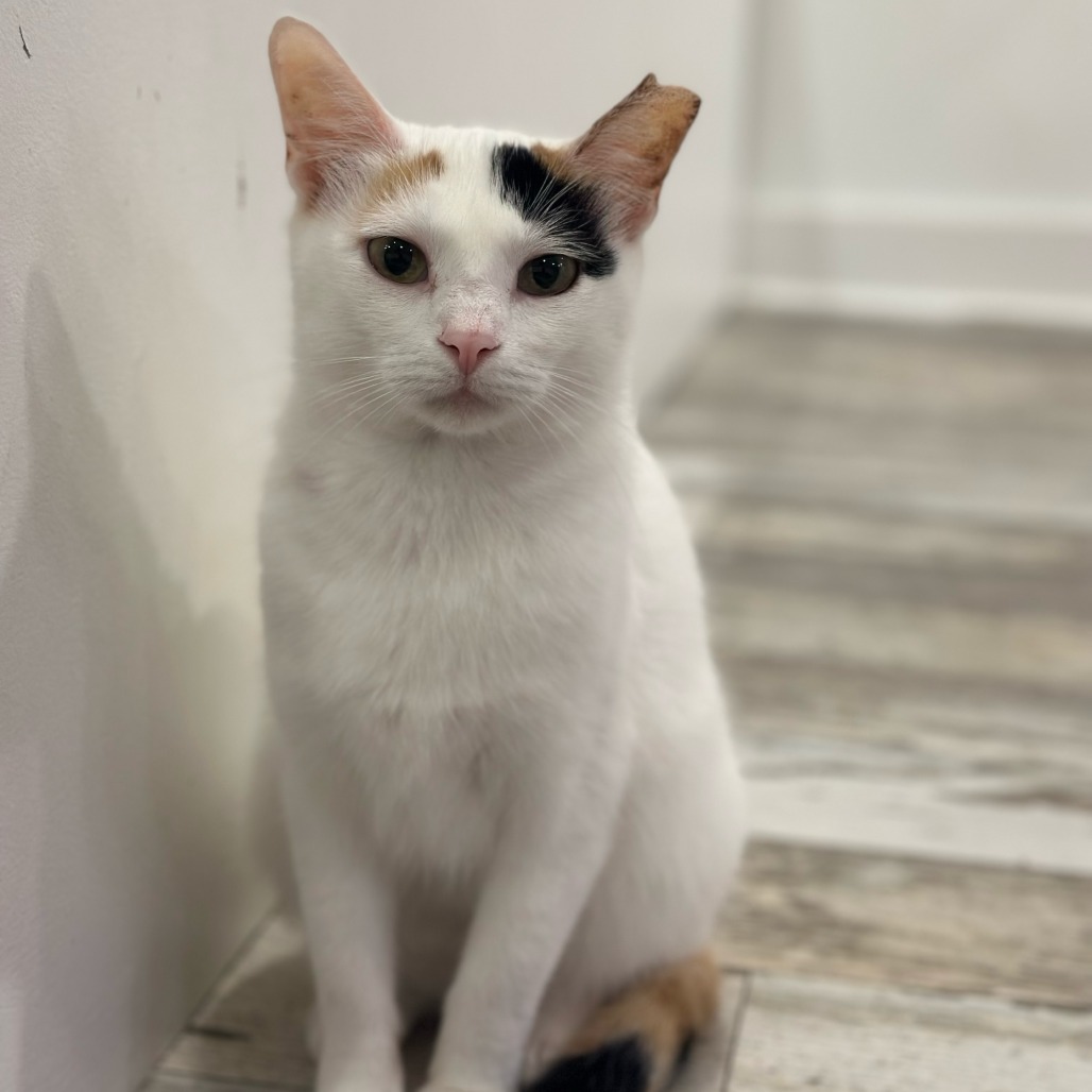 Phoebe