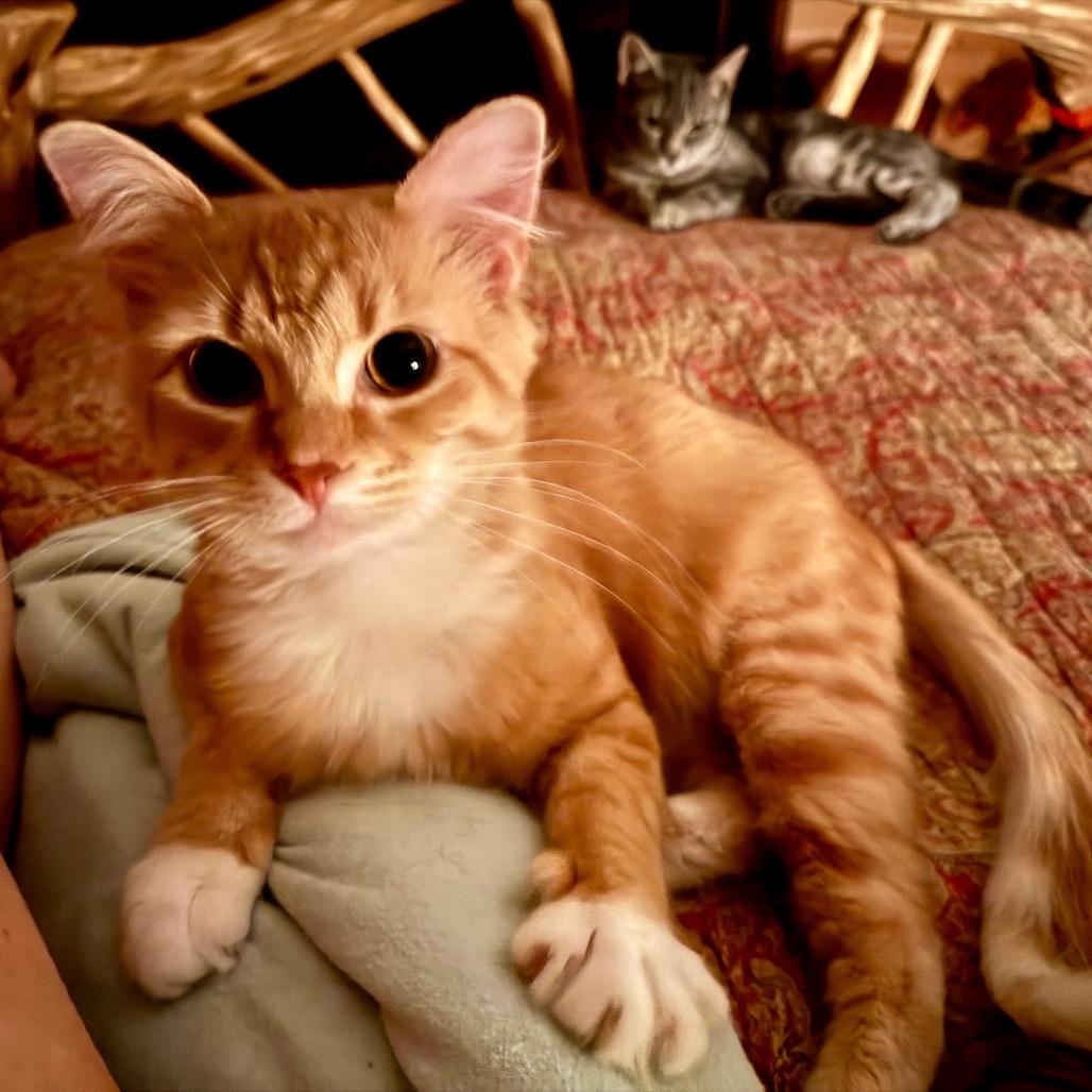 Percy