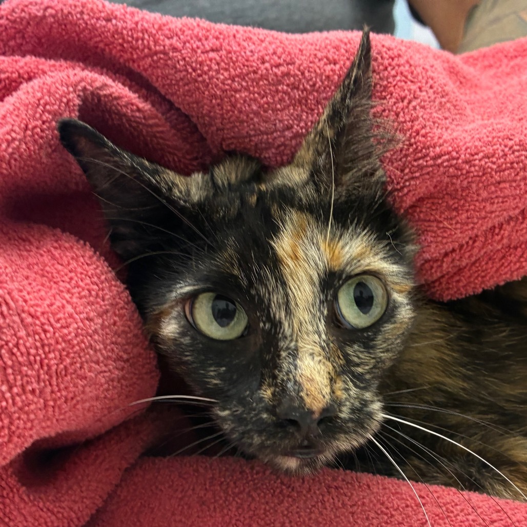 Bellatrix