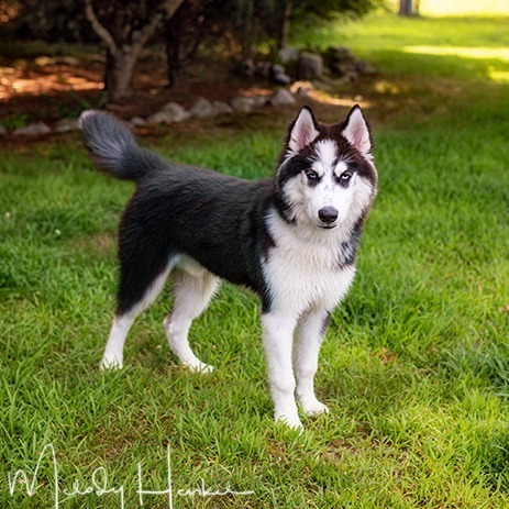 Tyson