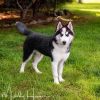 Tyson photo 1