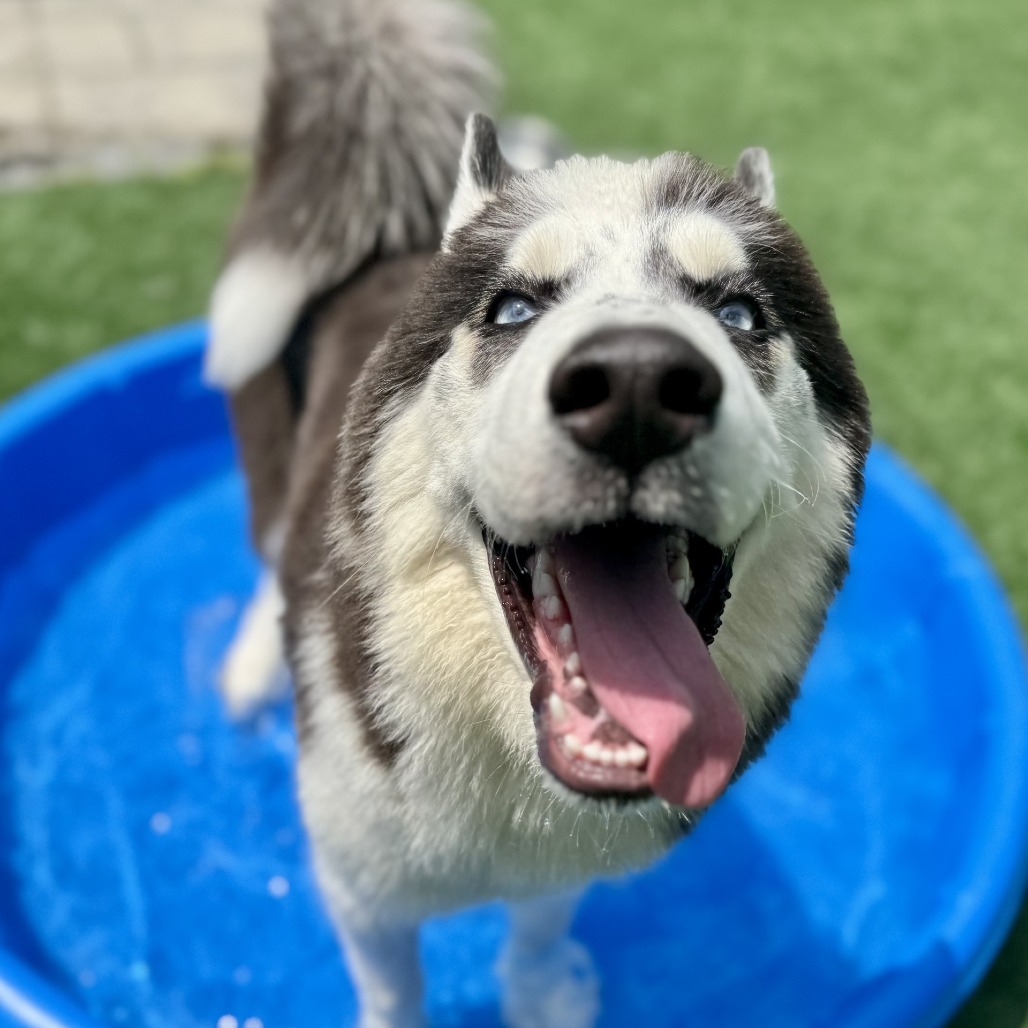 Tyson