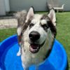 Tyson photo 3