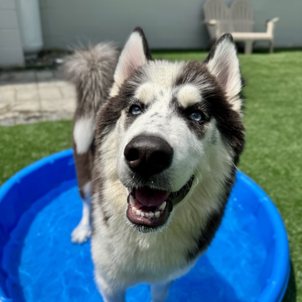 Tyson