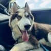 Tyson photo 4