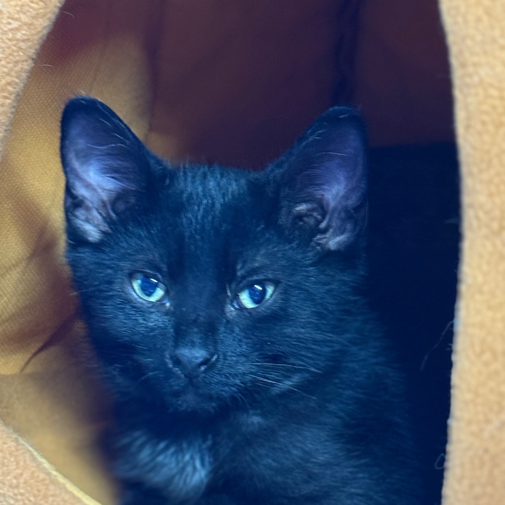 Felix