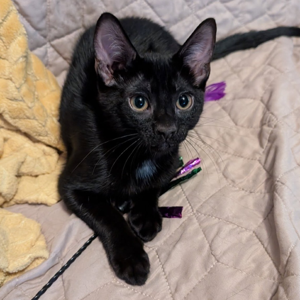 Reign, an adoptable Domestic Short Hair in Wichita, KS, 67278 | Photo Image 1