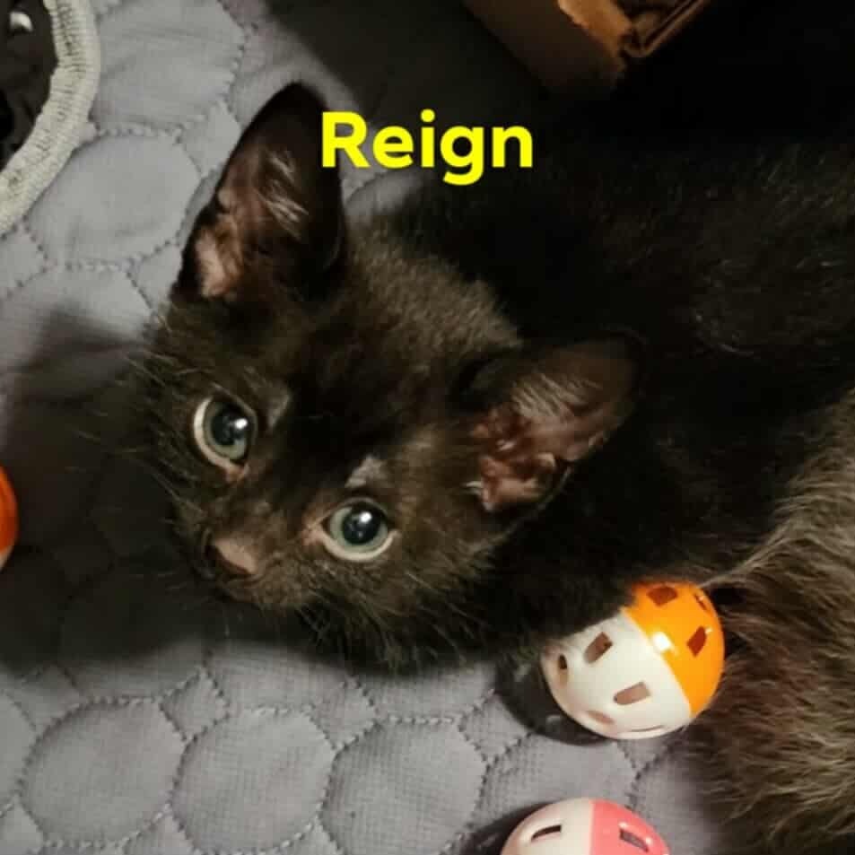 Reign, an adoptable Domestic Short Hair in Wichita, KS, 67278 | Photo Image 2