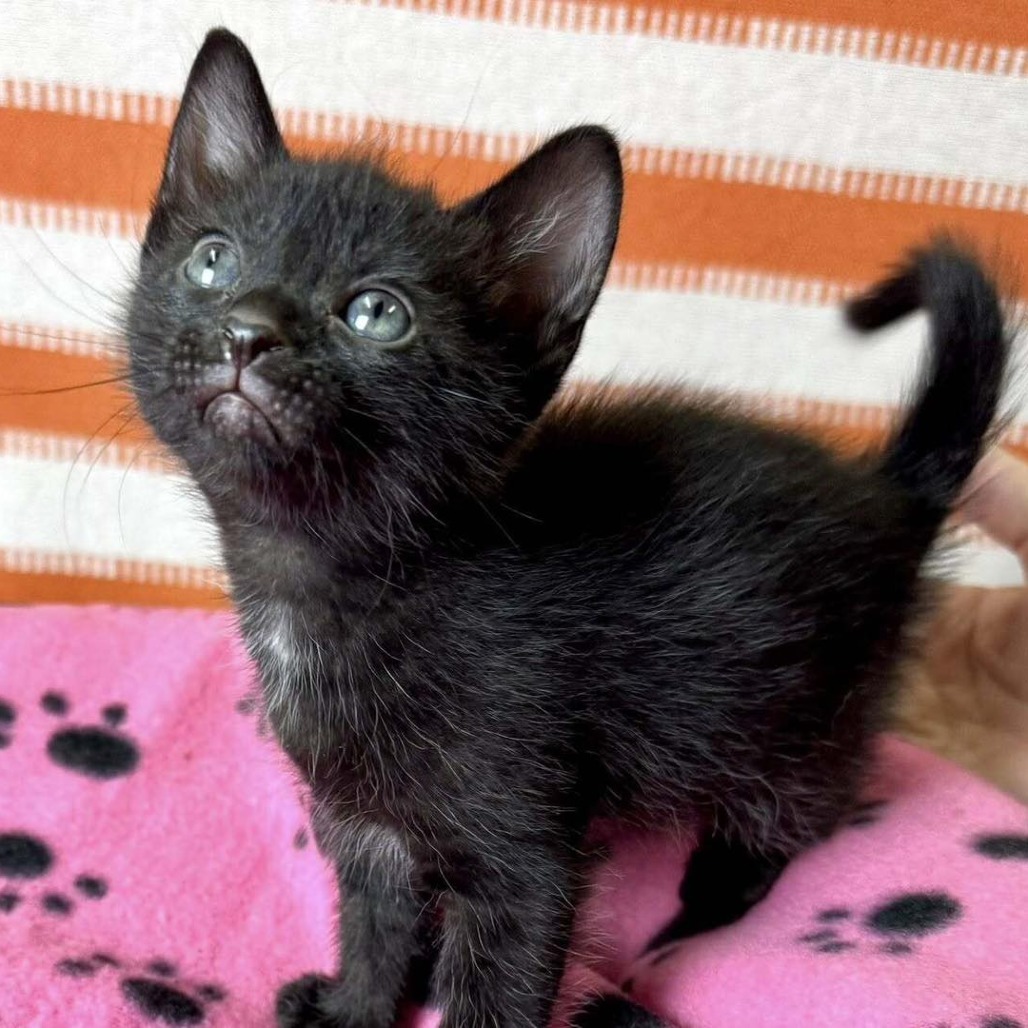 Reign, an adoptable Domestic Short Hair in Wichita, KS, 67278 | Photo Image 3