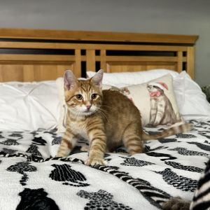 Simba, Young Male unknown
