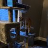 Simba photo 3