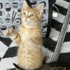 Simba photo 5