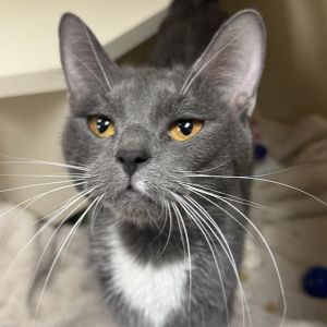 Quisha, Adult Female unknown