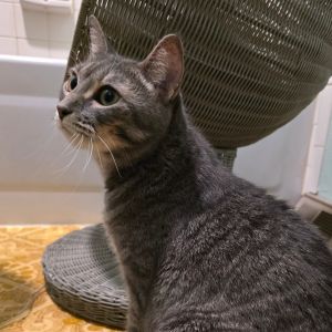 Picasso, Adult Female unknown