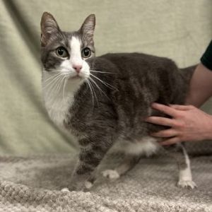 Tipper, Senior Female unknown