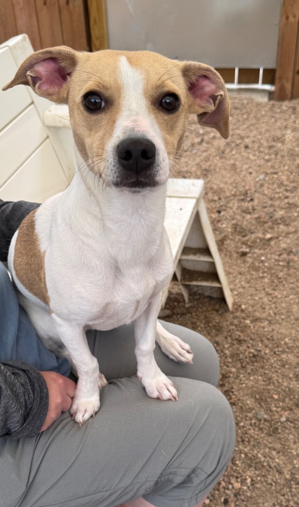 Loretta, an adoptable Terrier in Hastings, NE, 68901 | Photo Image 1