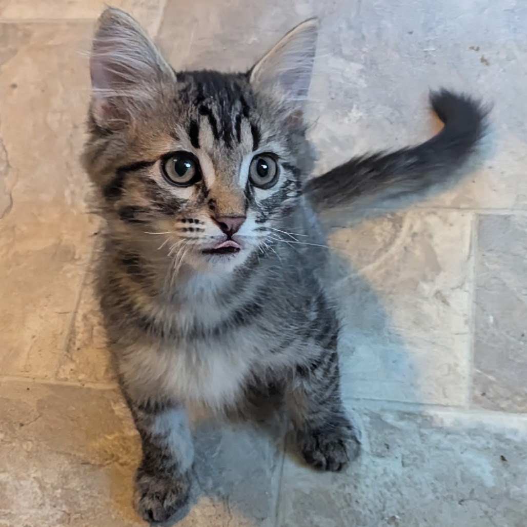 Hawk, an adoptable Domestic Short Hair in Ashland, OR, 97520 | Photo Image 1