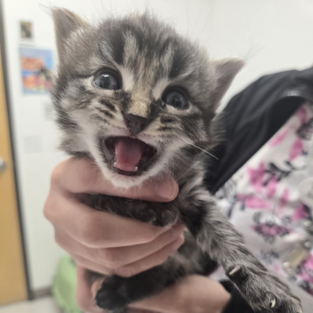 Hawk, an adoptable Domestic Short Hair in Ashland, OR, 97520 | Photo Image 2