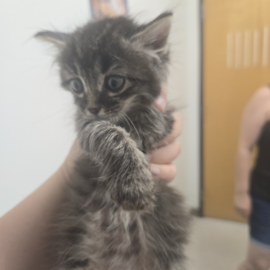 Hawk, an adoptable Domestic Short Hair in Ashland, OR, 97520 | Photo Image 3