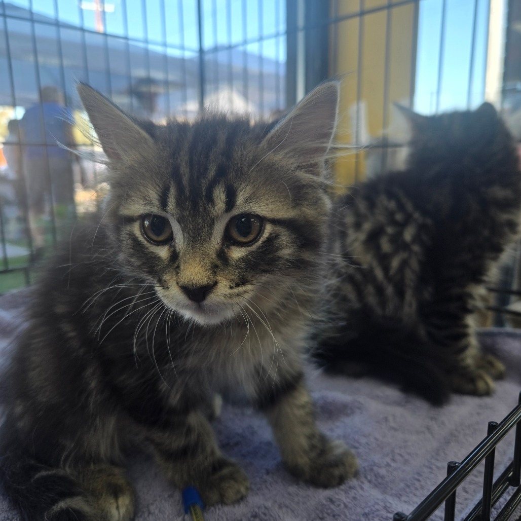 Hawk, an adoptable Domestic Short Hair in Ashland, OR, 97520 | Photo Image 4