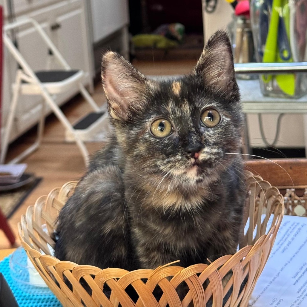 Mimi, an adoptable Domestic Short Hair in Ashland, OR, 97520 | Photo Image 1