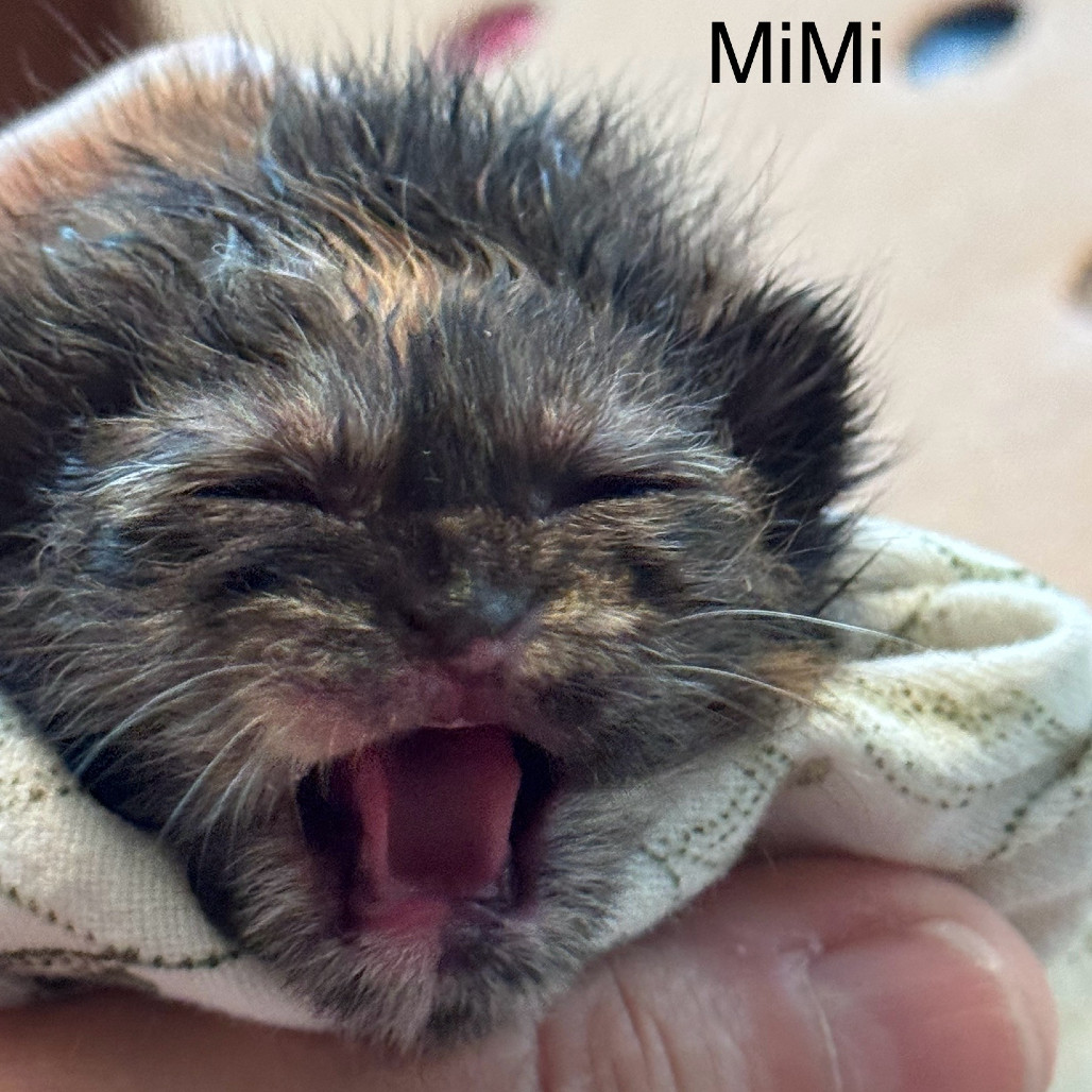 Mimi, an adoptable Domestic Short Hair in Ashland, OR, 97520 | Photo Image 2