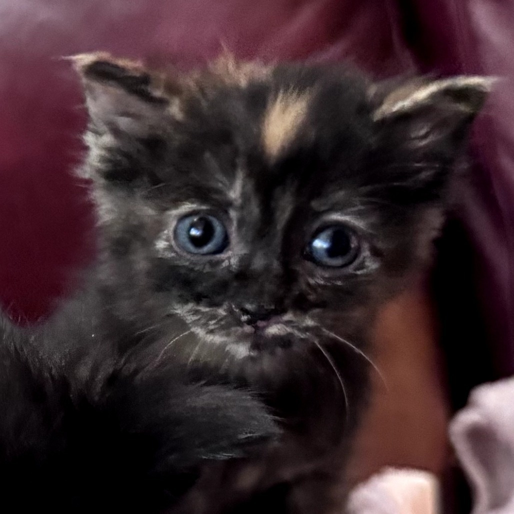 Mimi, an adoptable Domestic Short Hair in Ashland, OR, 97520 | Photo Image 3