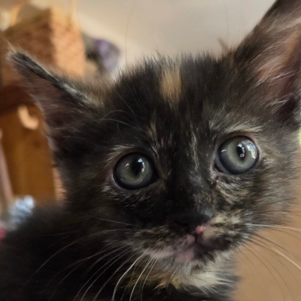 Mimi, an adoptable Domestic Short Hair in Ashland, OR, 97520 | Photo Image 4