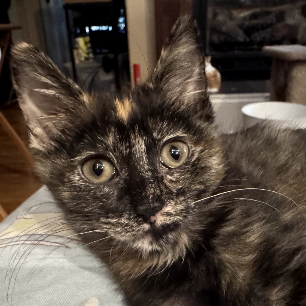 Mimi, an adoptable Domestic Short Hair in Ashland, OR, 97520 | Photo Image 5