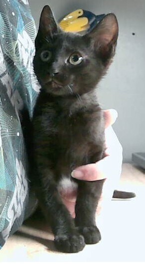 Callie, Baby Female unknown