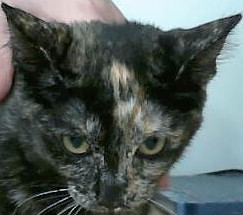 Luna Lovegood, Baby Female unknown