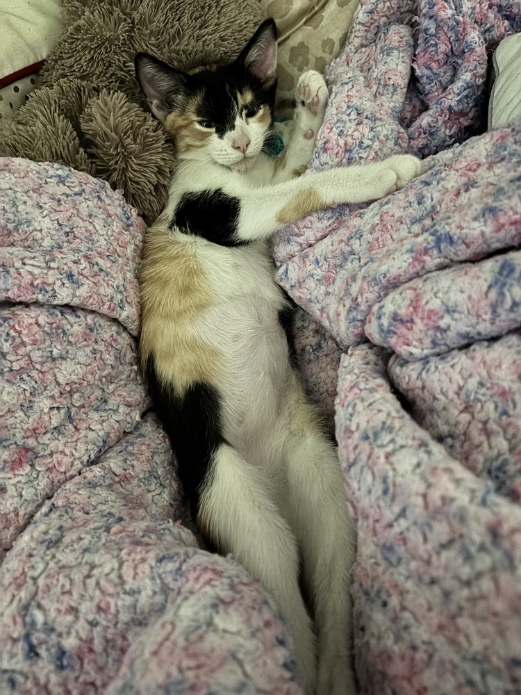 Nyx