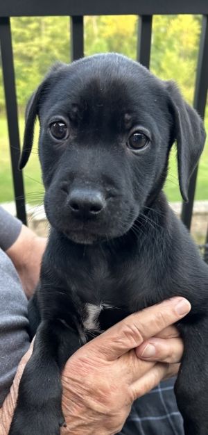 Mocha, Baby Male unknown