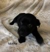 Mocha photo 3