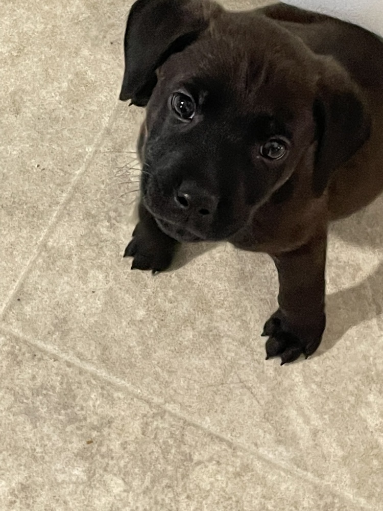 Bean