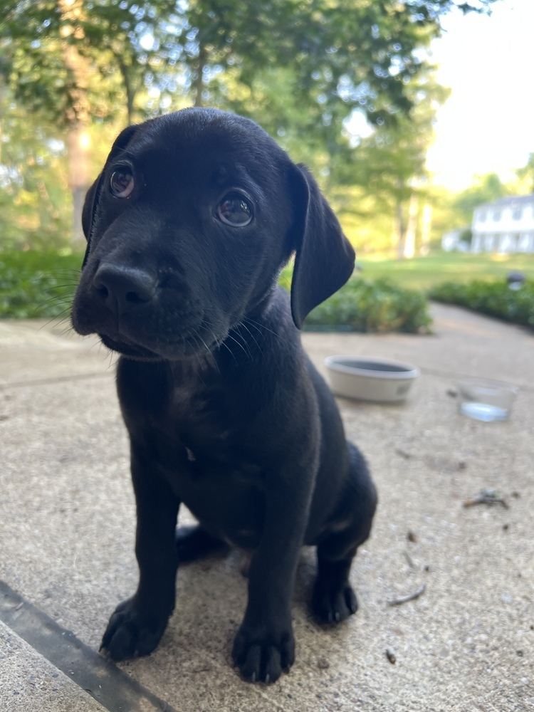 Brownie