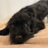 Pup 1 photo 1