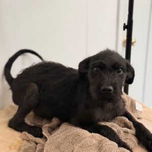 Pup2, Baby Male unknown