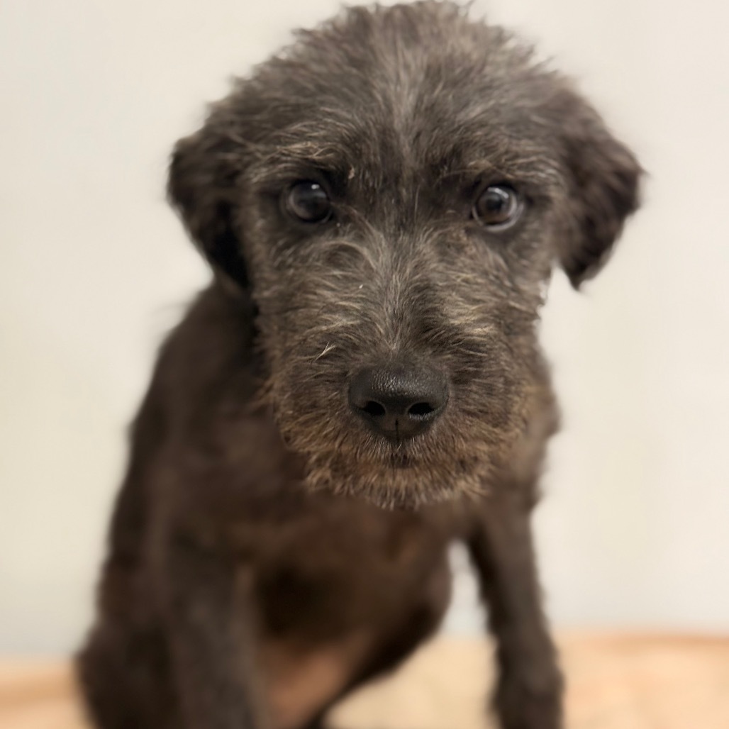 Pup3