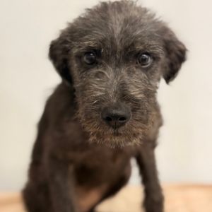 Pup3, Baby Female unknown