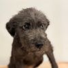 Pup3 photo 2