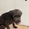 Pup3 photo 3