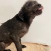 Pup3 photo 4