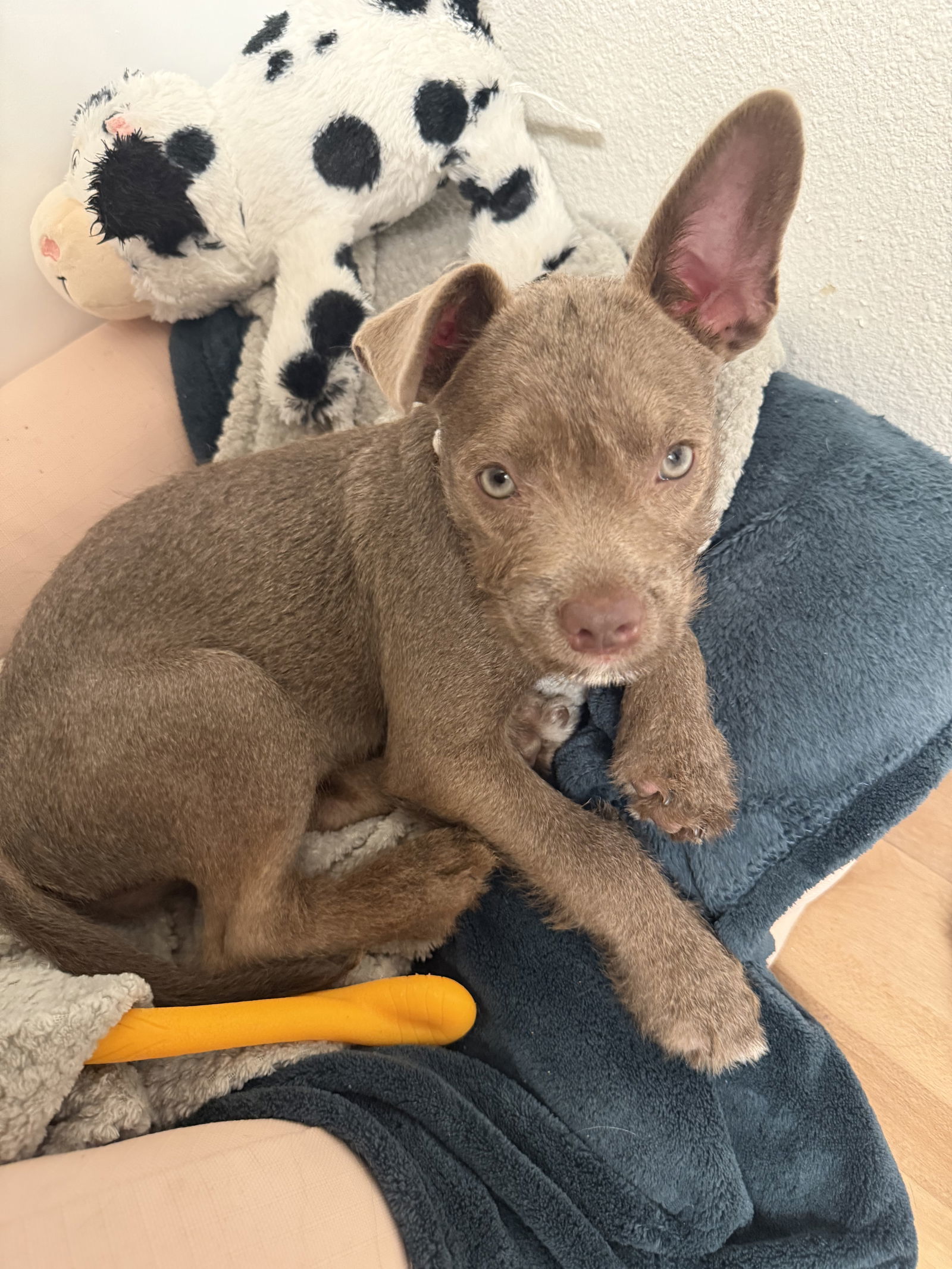 Butters, an adoptable Havanese, French Bulldog in San Diego, CA, 92115 | Photo Image 1
