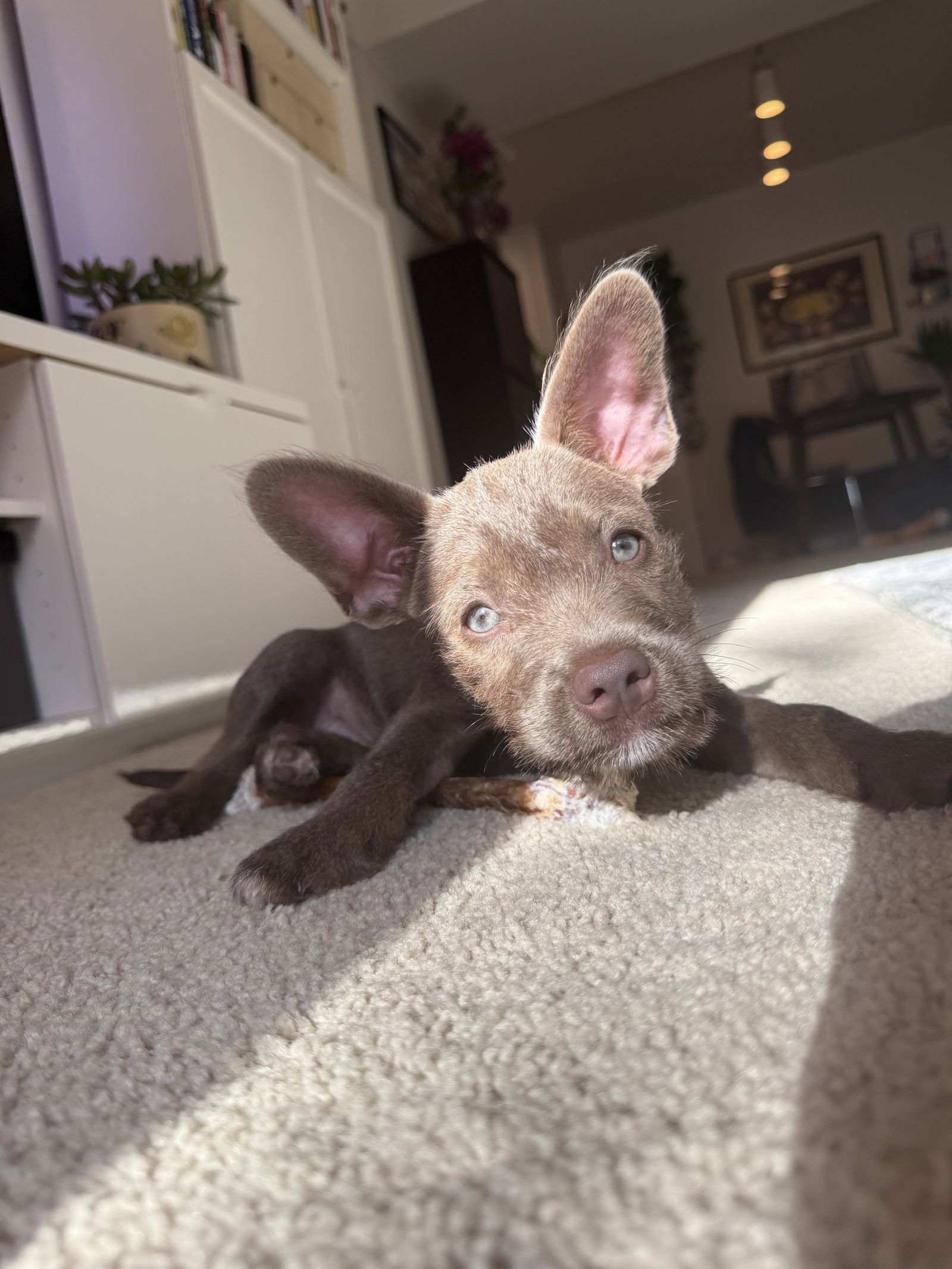 Butters, an adoptable Havanese, French Bulldog in San Diego, CA, 92115 | Photo Image 2