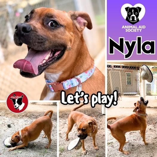 Nyla