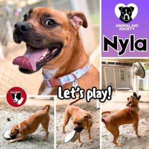 Nyla, Adult Female unknown