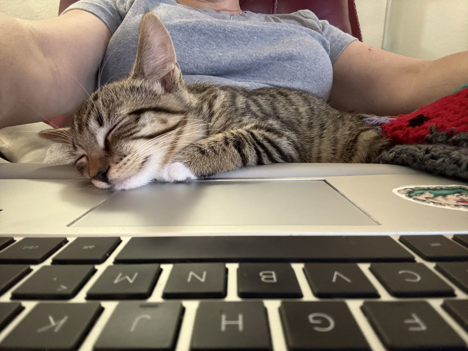 Purrscilla