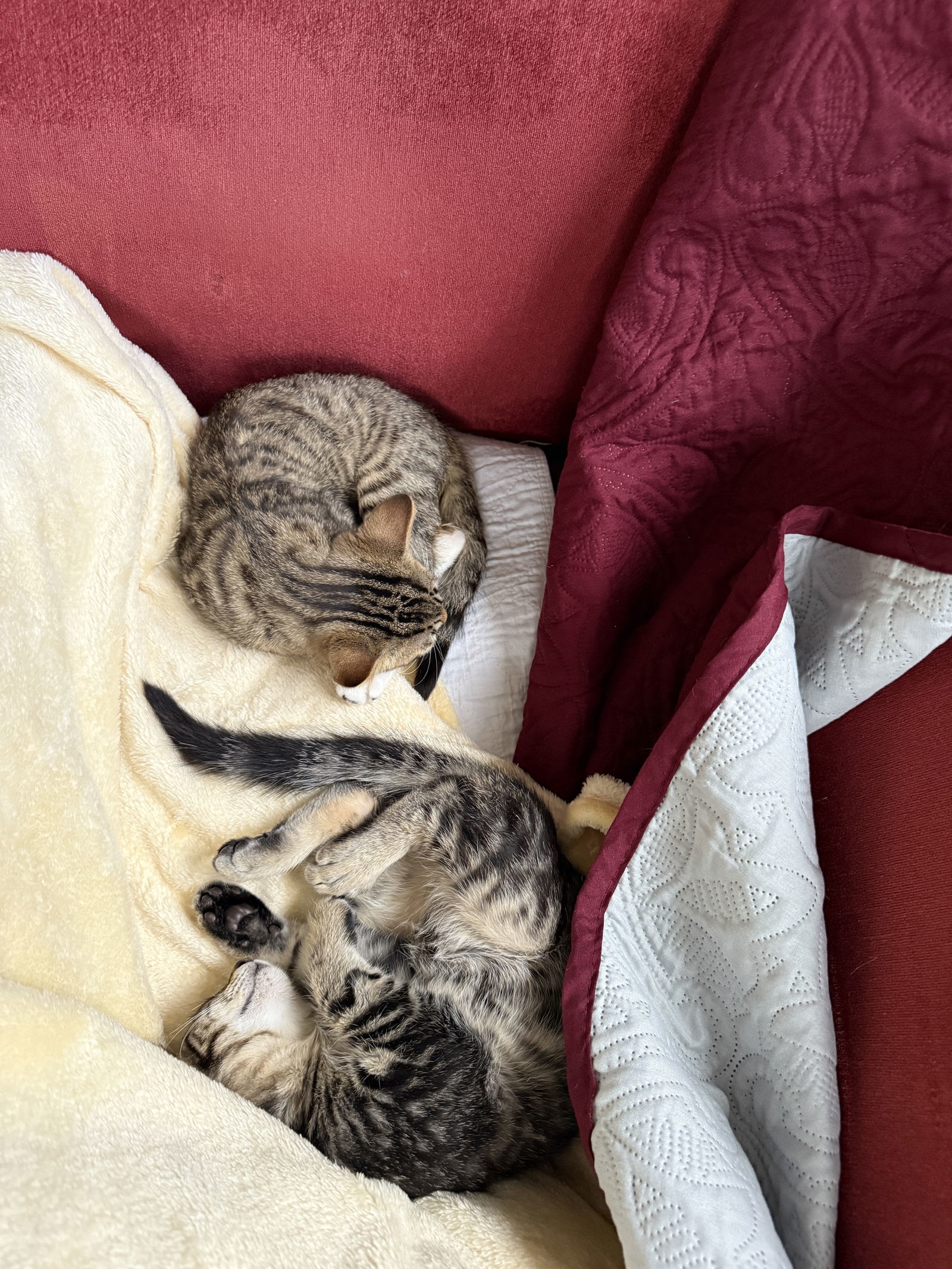 Purrscilla